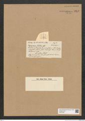 Diatomeae indet. Zeichnungen Sammlung Grunow Nr. 5952 (NHMW-BOT-W0374426)
